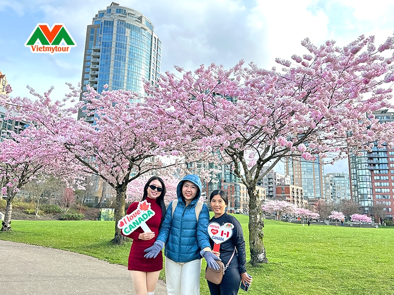 Công viên Stanley Park mùa hoa anh đào 2027
