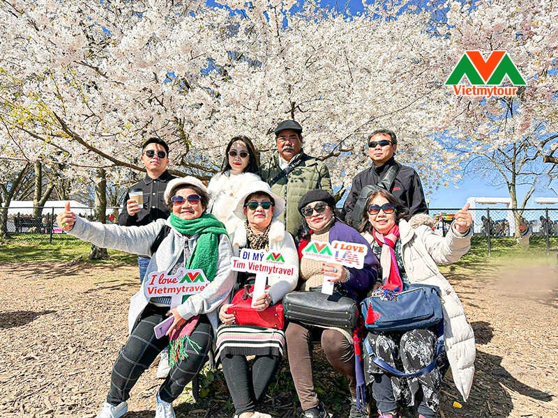 Lễ hội hoa anh đào – Sắc xuân trên đất Mỹ