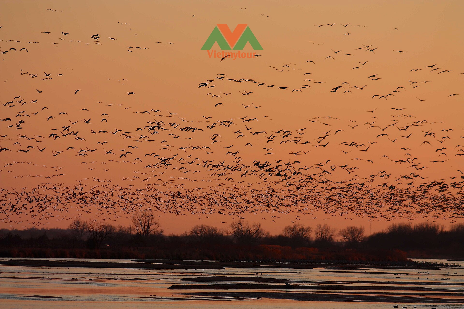 Ngắm chim sếu đồi cát Sandhill Cranes hoang dã tại Nebraska