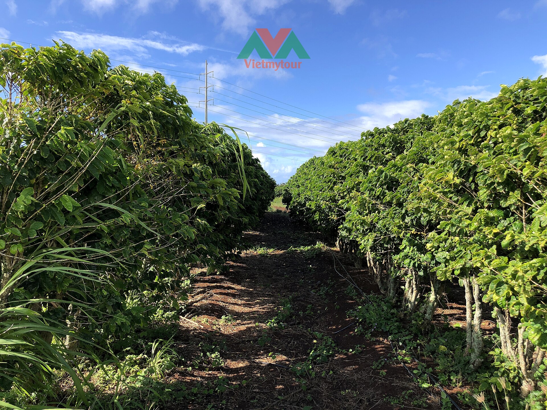 Trang trại cà phê Kauai Coffee Company rộng lớn tại quần đảo Hawaii
